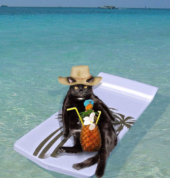 Кот на пляже