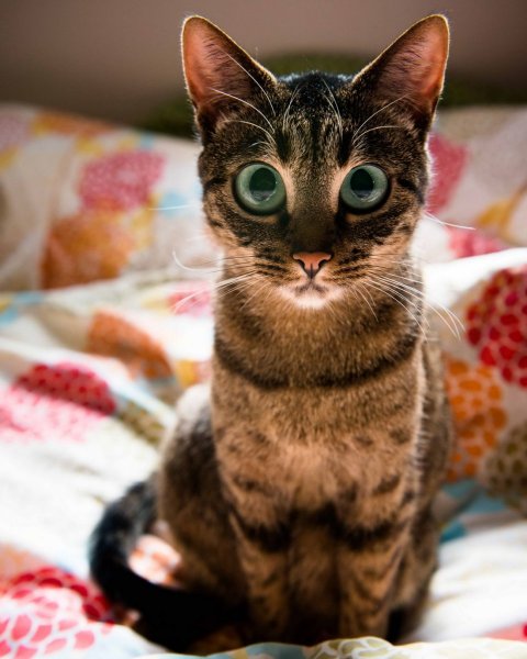 Смешные кошки
