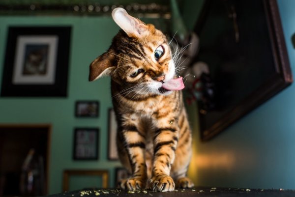 Смешной кот