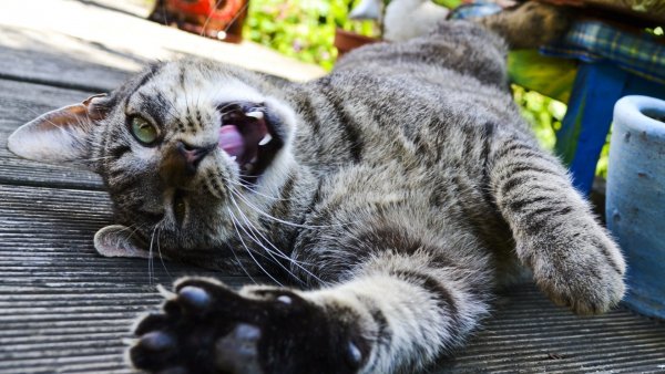 Веселые коты