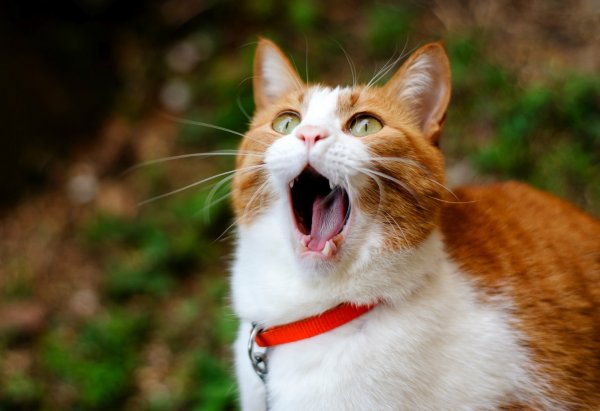 Смешной кот