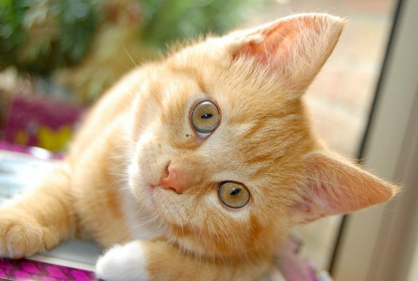 Котики смешные