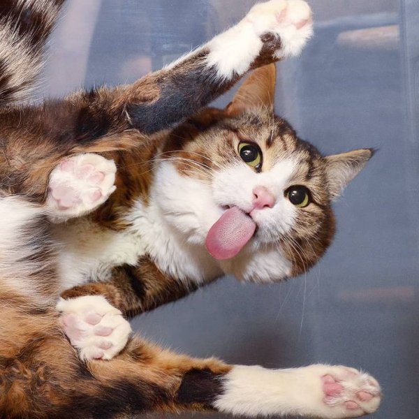Смешной кот