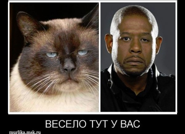 Весело тут у вас демотиватор