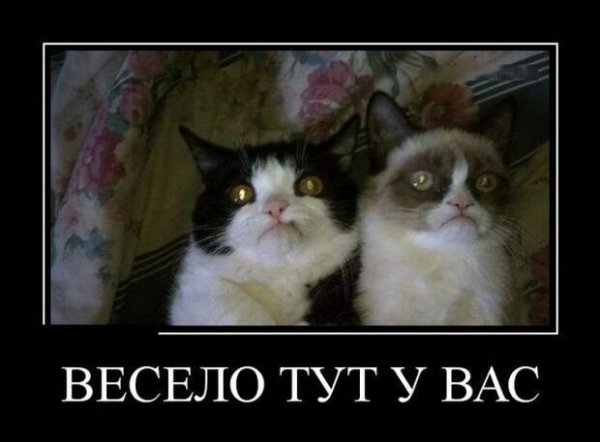 Весело тут у вас кот
