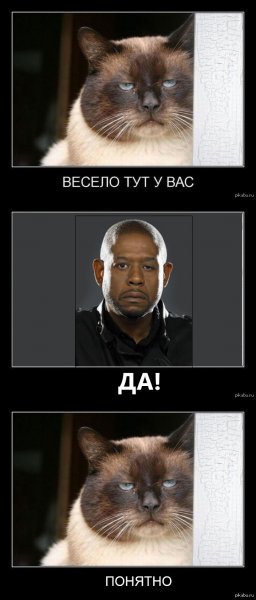 Весело тут у вас кот