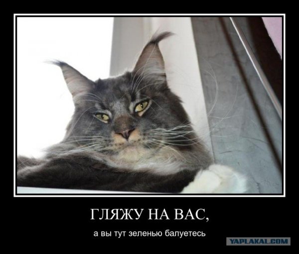 У нас тут весело
