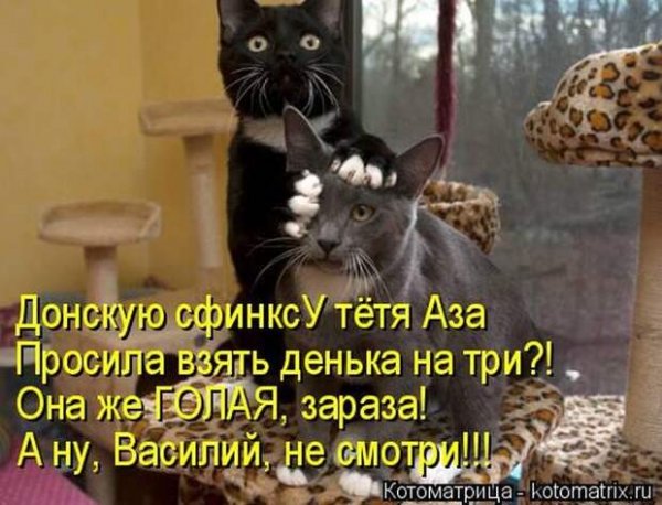Смешной кот дурачок