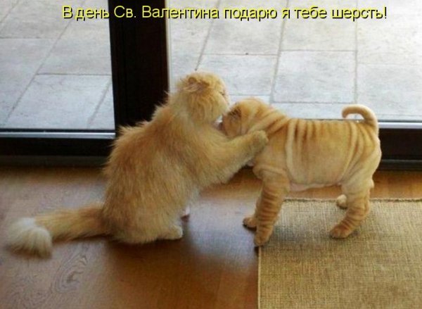 Весёлые открытки с животными для поднятия настроения
