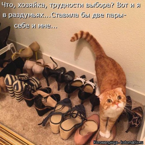 Кошки для поднятия настроения