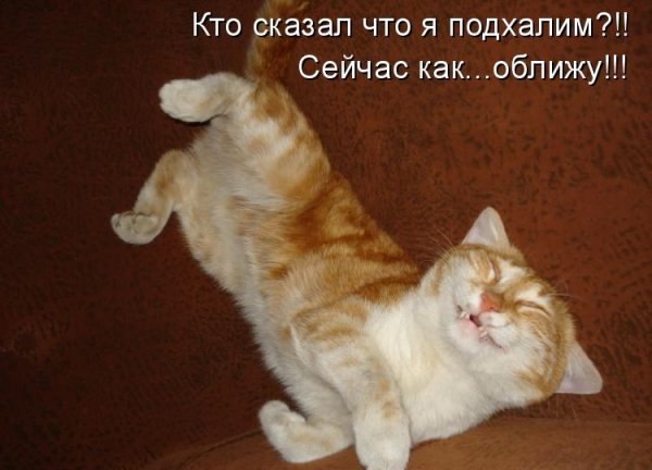 Смешные картинки с надписями для поднятия настроения про животных