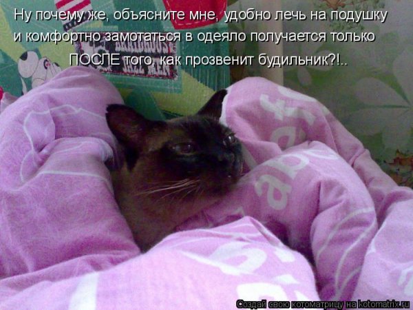 Смешные картинки с надписями для поднятия настроения