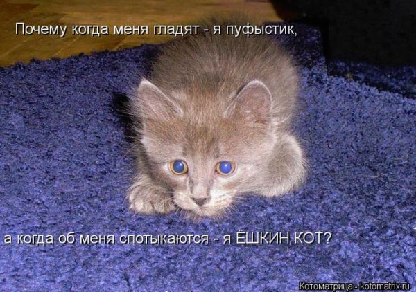 Прикольные котята с надписями