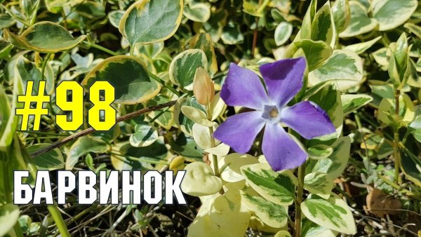 Барвинок герой
