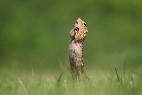 Самое смешное животное