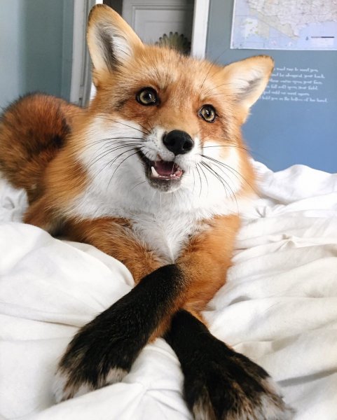 Фыр Фыр