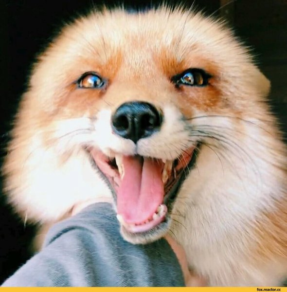 Улыбка лиса