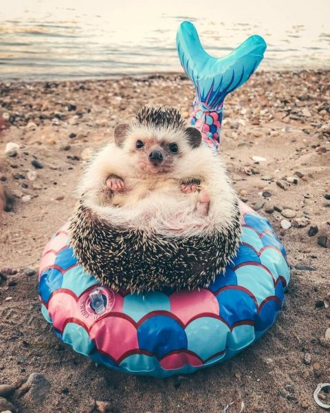 Еж на море