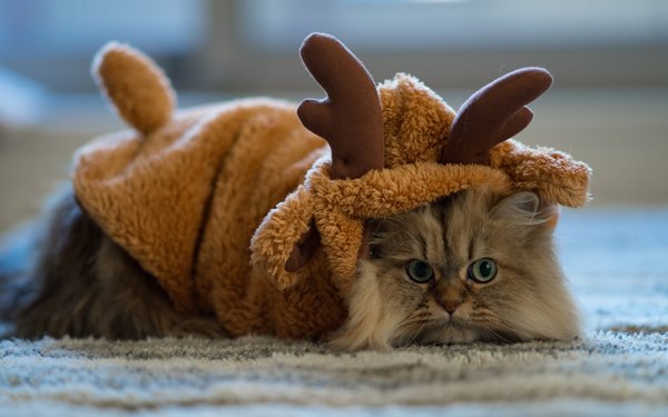 Костюм оленя для кота