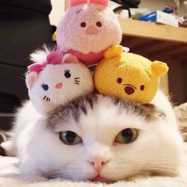 Няшный котик