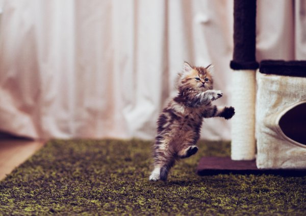 Самые милые котята в мире