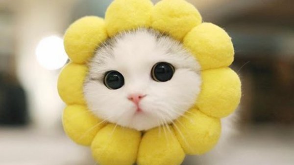Мимимишные котики