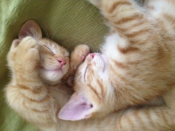 Котята милые и смешные