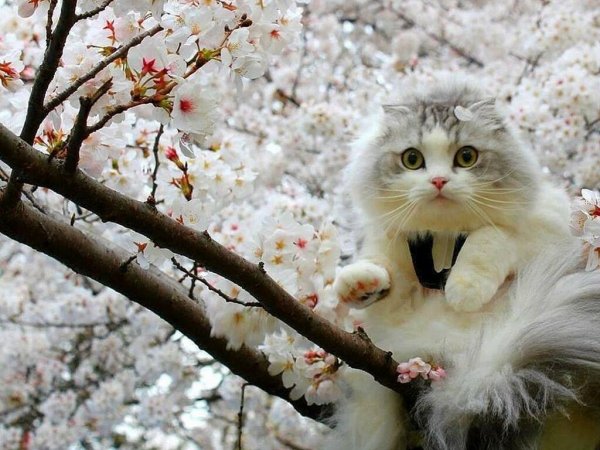 Котята весной