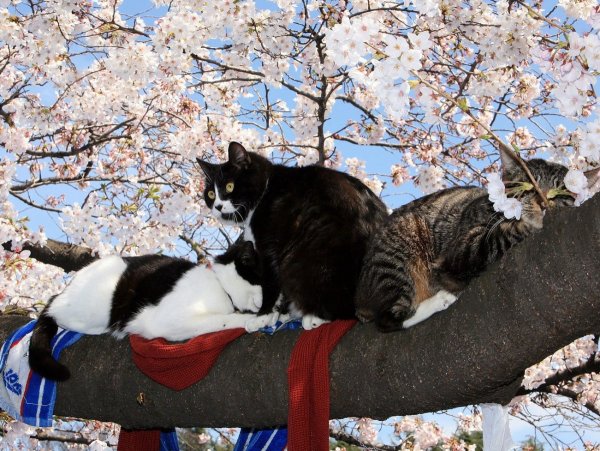Март Весна коты