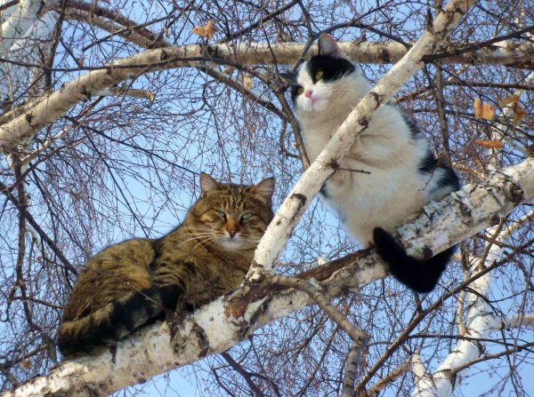 Весна коты прилетели