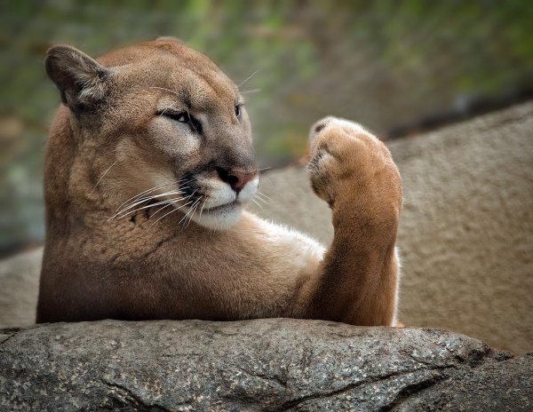 Смешные картинки приколы