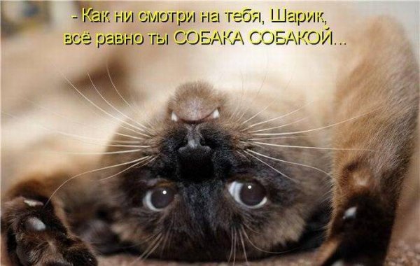 Прикольные картинки с надписями