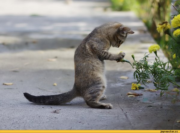 Смешные животные картинки с надписями