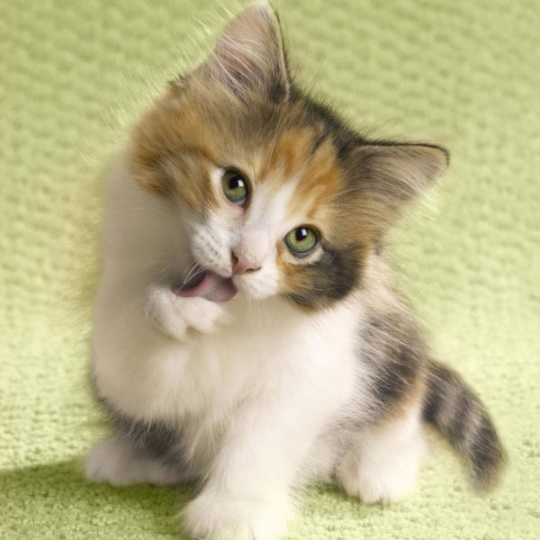 Милые животные с надписями