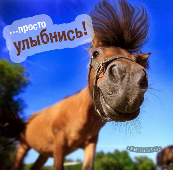 Хорошего дня приколы