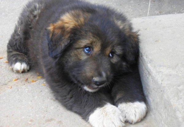 Смешные щенки с надписями