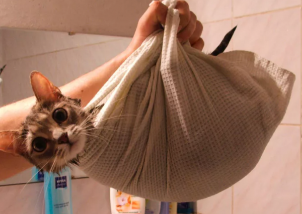 Смешные картинки с надписями