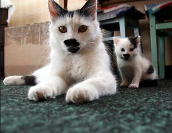 Надпись животные