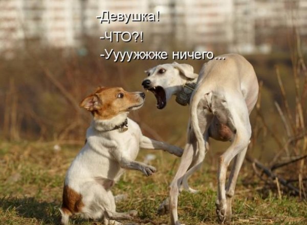 Собаки приколы с надписями