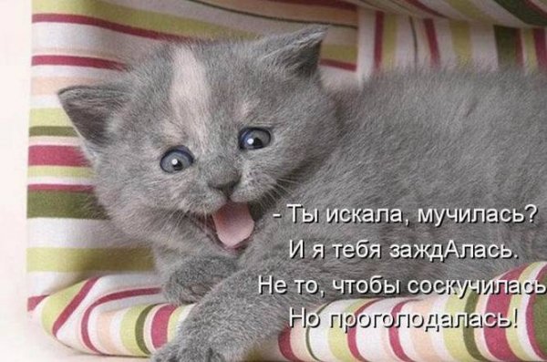 Интересные картинки про животных с надписями