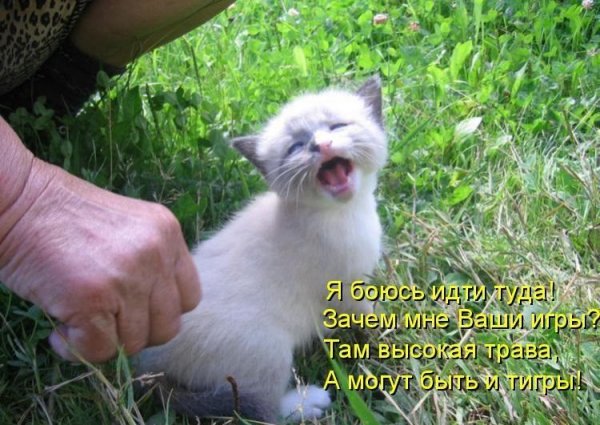 Юмор животные с надписями