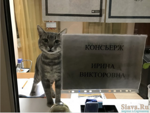 Прикольные картинки с надписями