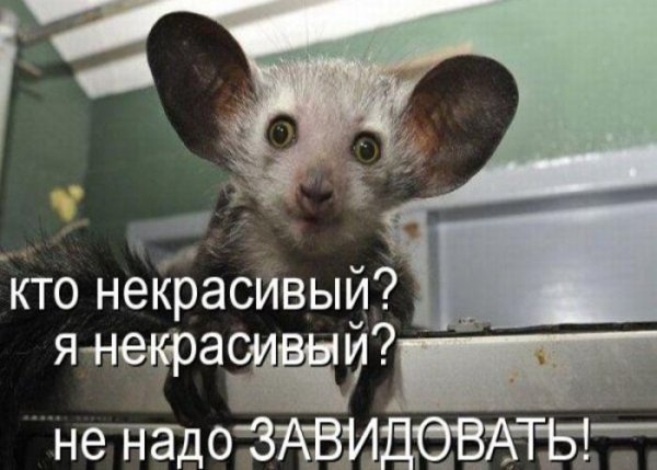 Картинки прикольные смешные с надписями