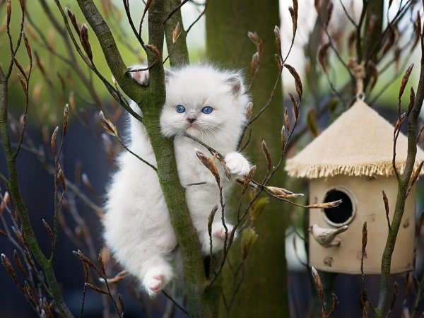 Животные ждут весну