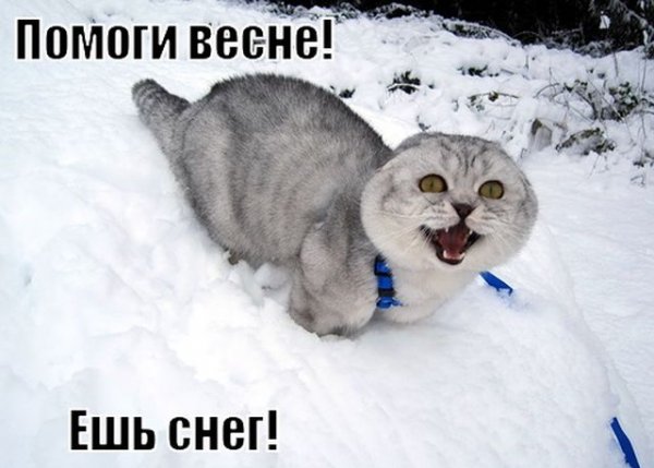 Помогайте весне жрите снег