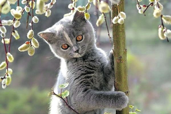 Кот и Верба