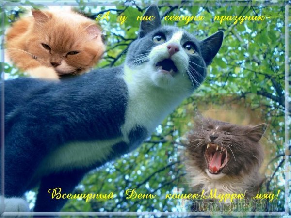 С первым днем весны с котами