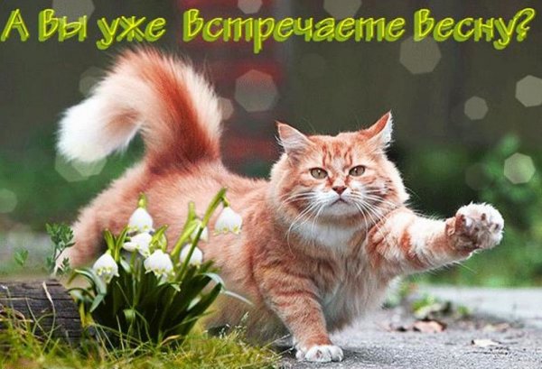 Открытки с весной прикольные