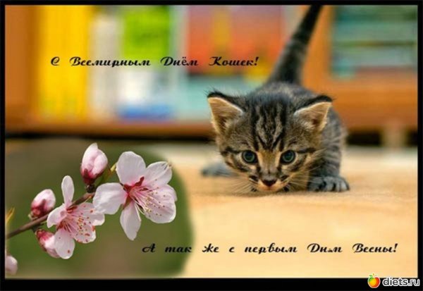 1 Марта Всемирный день кошек