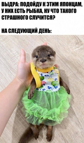 Приколы для поднятия настроения